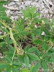 Spider Flower