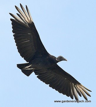 Black vulture in flight