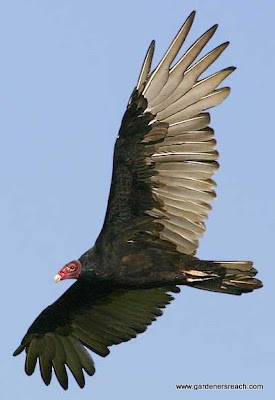 Turkey vulture in Flight