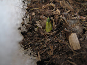 Crocus bud in late January in Halifax, Nova Scotia Canada