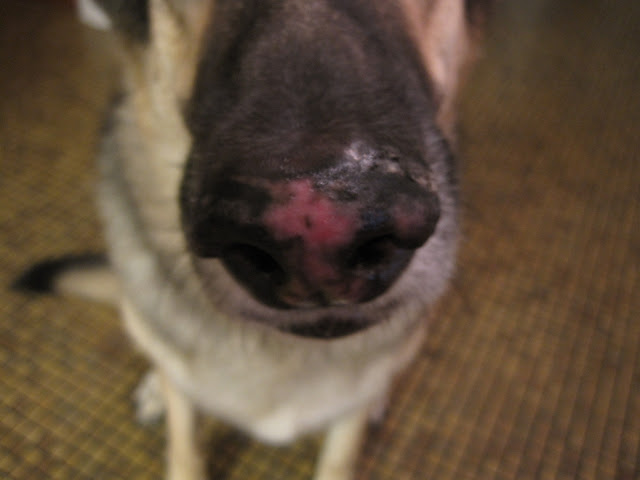 dog's nose is red and raw