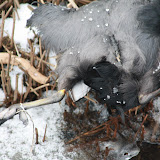 IMG_9432.JPG