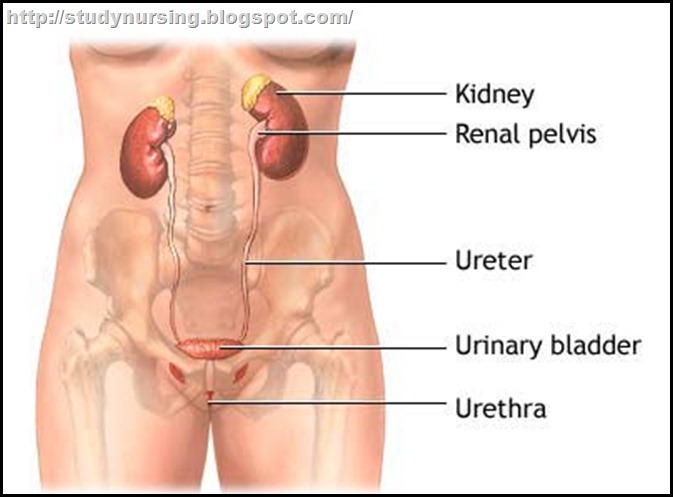How To Treat Urinary Tract Infection Naturally How To Treat Urinary Tract Infection Naturally