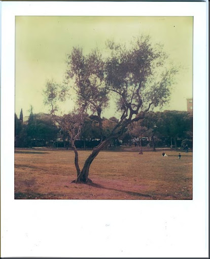 Tree2 adjusted