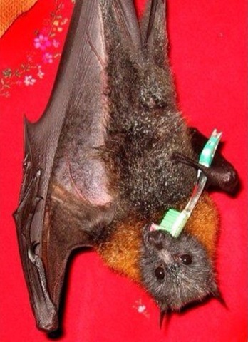 [batman[7].jpg]