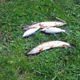 Fische aus dem Waldbad - frisch geangelt!