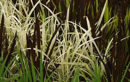 Japan Rice Fields (14)