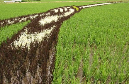 Japan Rice Fields