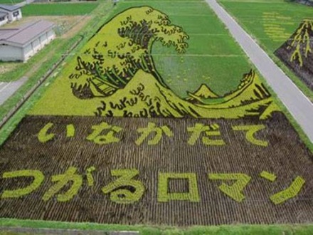 Japan Rice Fields (7)