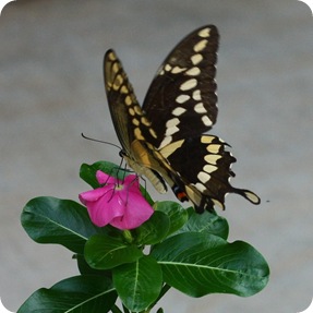 Butterfly 10-09 (5)