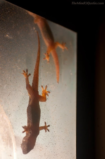 These geckos in Hawaii are pretty smart. Four of them wait in each of these These geckos in Hawaii are pretty smart. Four of them wait in each of these