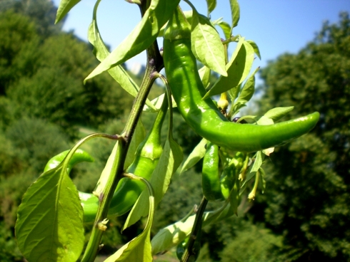 Pipirai