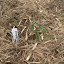 Tomato Black Zebra