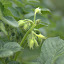 Pink Fir Potato