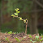 mezfank's Edible Vineyard garden