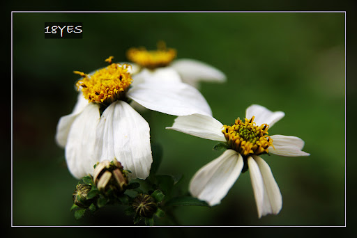 sigma 17-70/2.8~4.5 macro dc心得分享