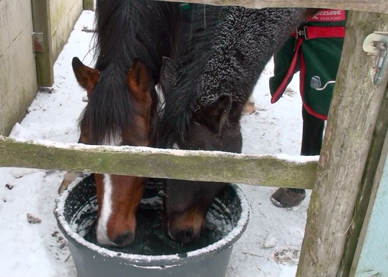 [Donovan-und-Anton[3].jpg]