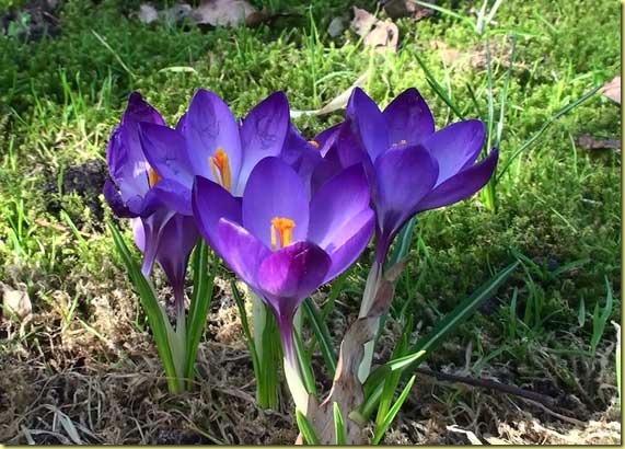 krokus3 krokus3