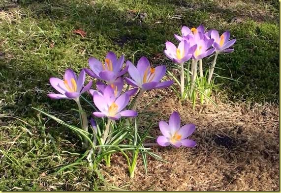 krokus krokus