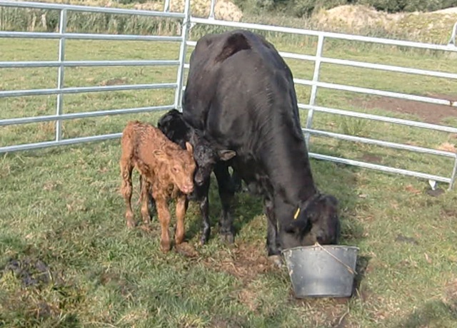 [Zwillinge-1[4].jpg]