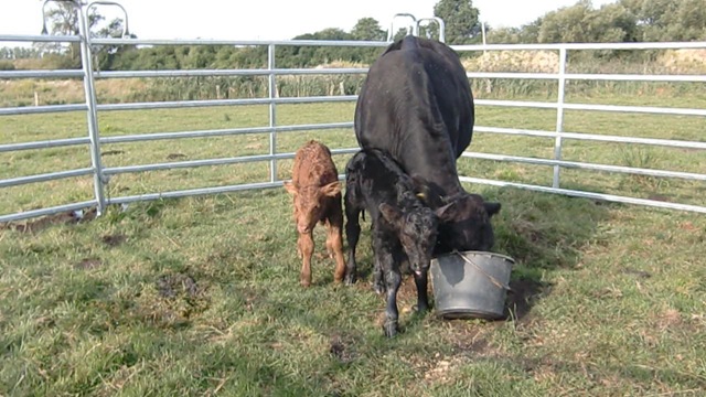 [Zwillinge-3[3].jpg]