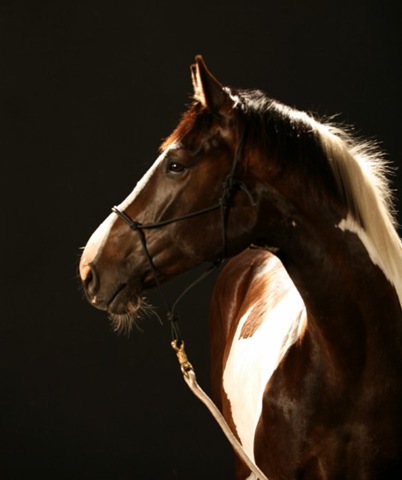 [IMG_0951 [640x480].jpg]