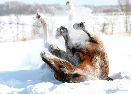 [Schneepferd[4].jpg]