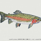 関源直接刺繍シリーズ・淡水魚