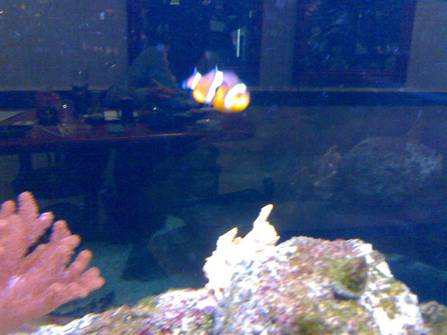 Nemo!