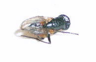 %EC%82%AC%EB%B3%B8%20-S5007770.jpg