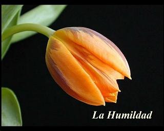 [florhumildad[2].jpg]