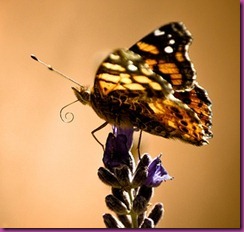 lengua mariposa