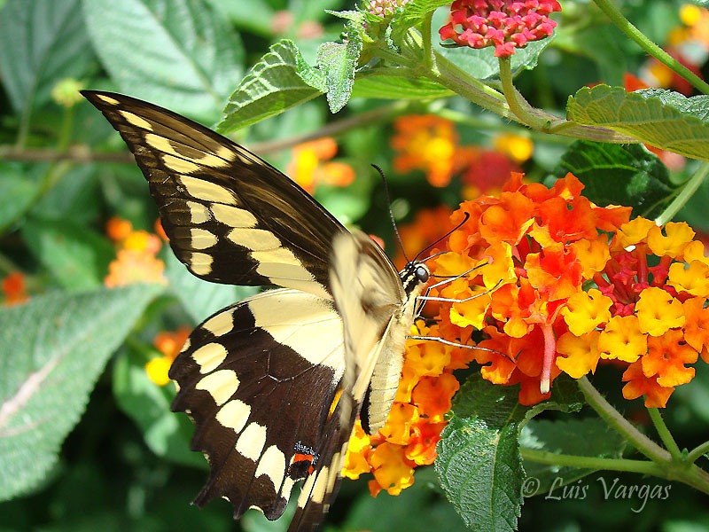 [marisopla y lantana[2].jpg]