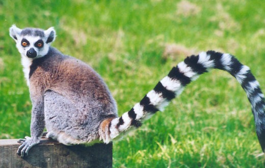 [lemur[2].jpg]