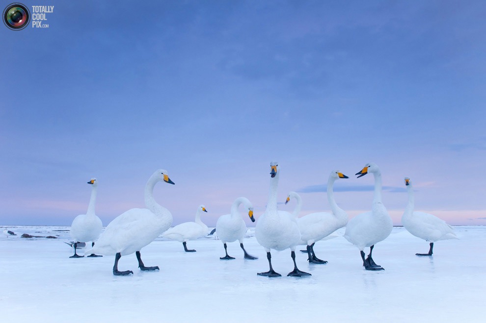 [swans[5].jpg]
