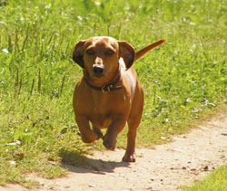 [2352-miniature-daschund-250px[8].jpg]