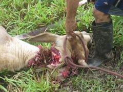 I don't think it was totally dead until some time during the beheading :(.