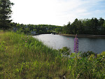 Sunnybrook looking up towards the Trout Farm