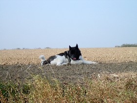 American Akita R�de Bushido - Nanuk beschwichtigt die gl�hend hei�e Oktobersonne