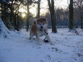 Akita R�de Tobi beschwichtigt Schnee