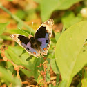 Blue pansy