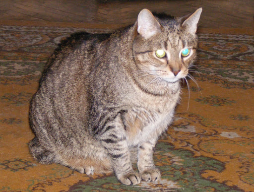 Obrazek