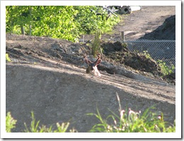 deer in park 264