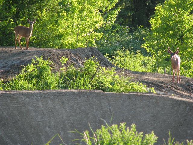 [deer in park 256[2].jpg]