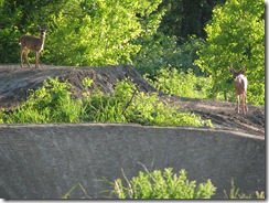 deer in park 256