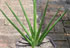Sansevieria Erythraeae