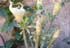 Unique Adenium Program