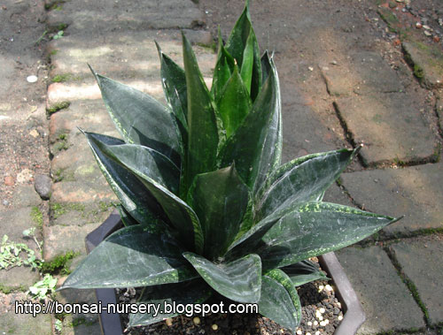 Sansevieria hahnii jade