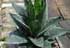 Sansevieria trifasciata hahnii Jade