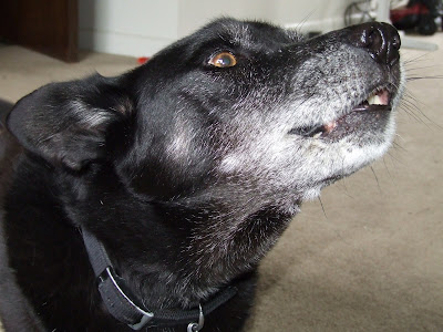 Shadow Dog